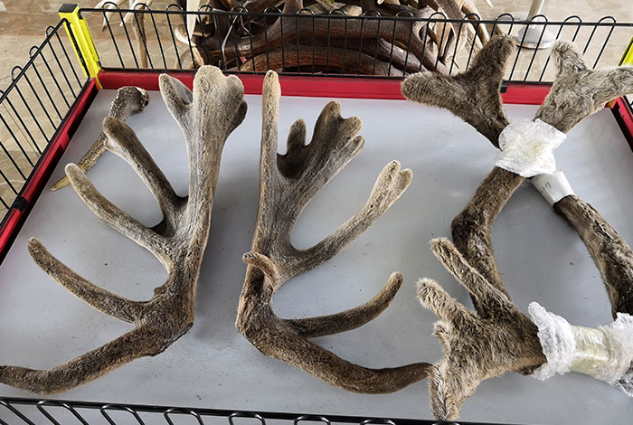 新疆昌吉華盛商貿(mào)鹿角